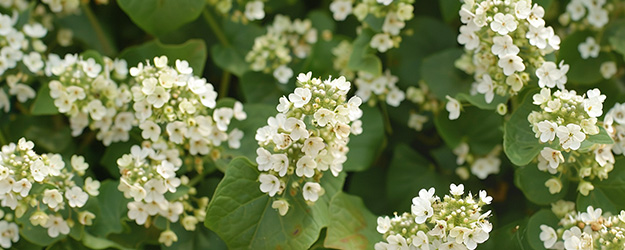 Spermidine Spermidyna