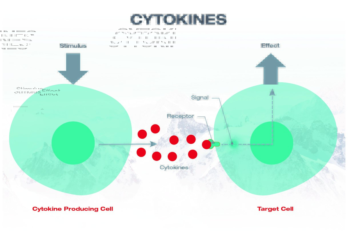 Podstawowy mechanizm cytokiny