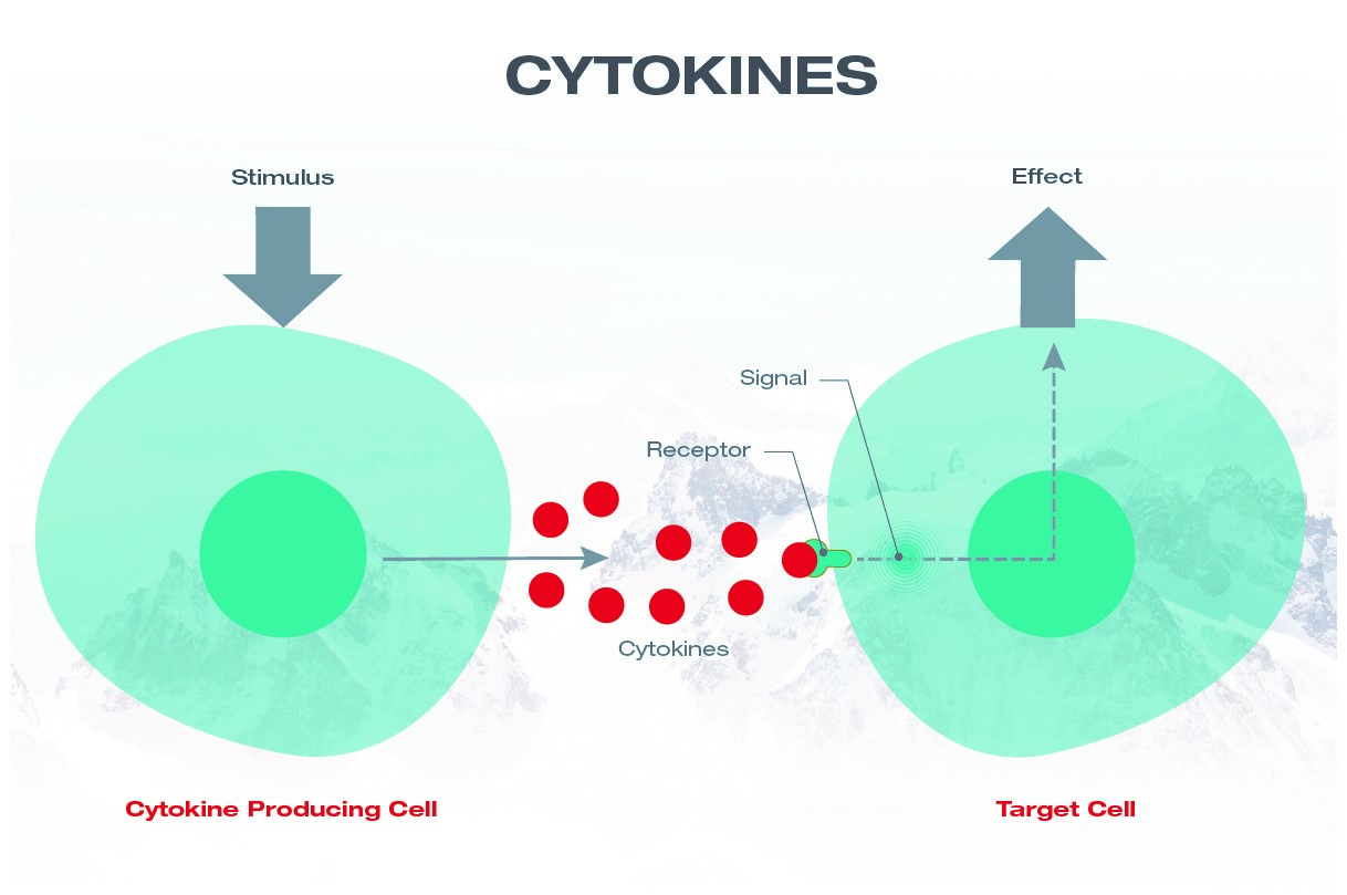 Podstawowy mechanizm cytokiny