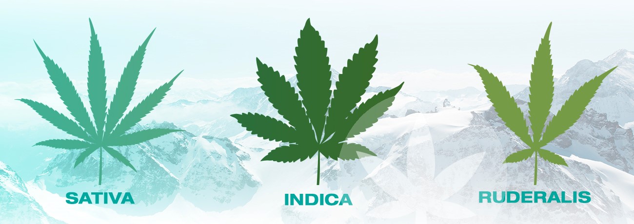 ilustracja sativa, indica i ruderalis