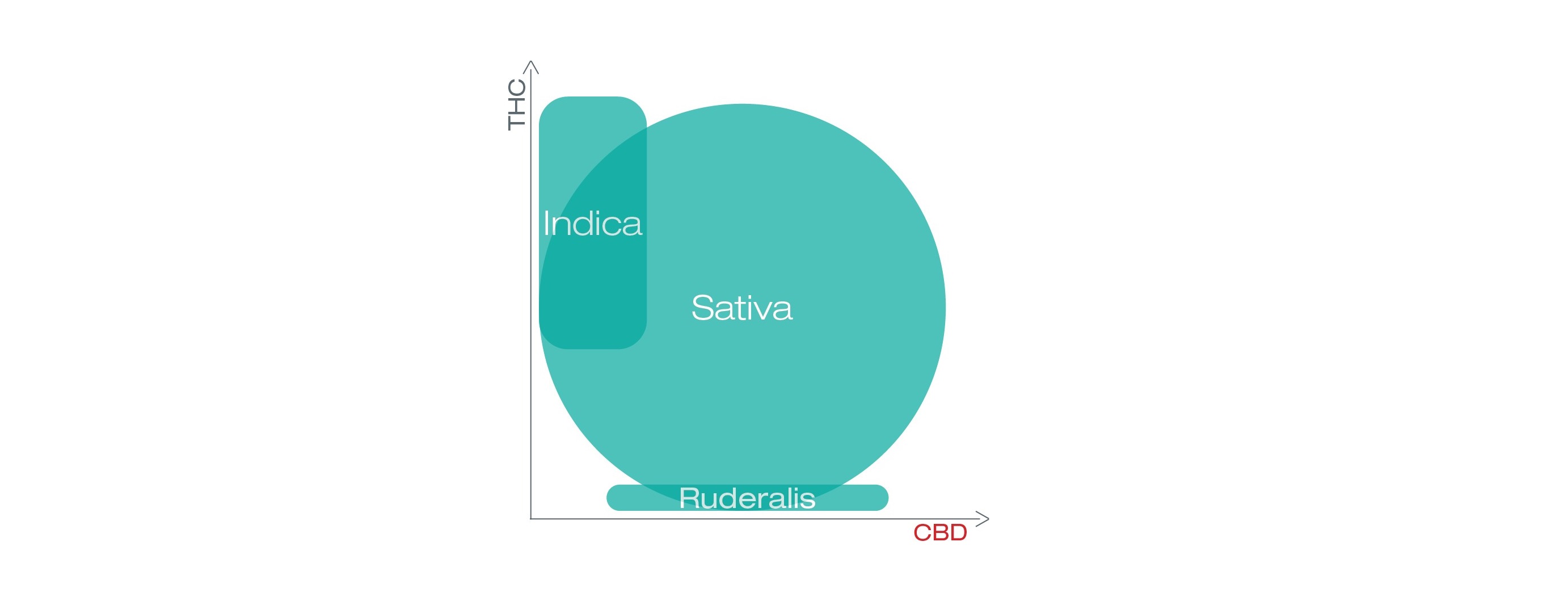 diagram pokazujący THC i CBD w sativa, indica i ruderalis