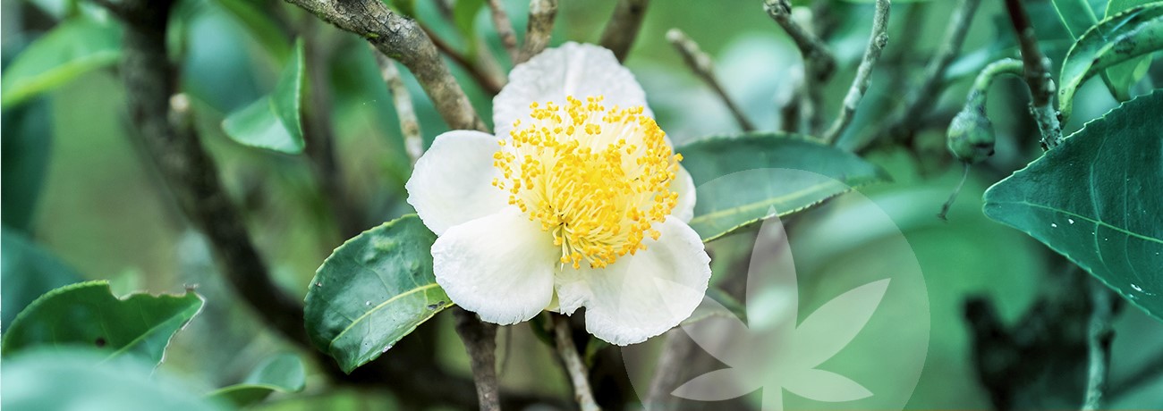image of Camellia sinensis