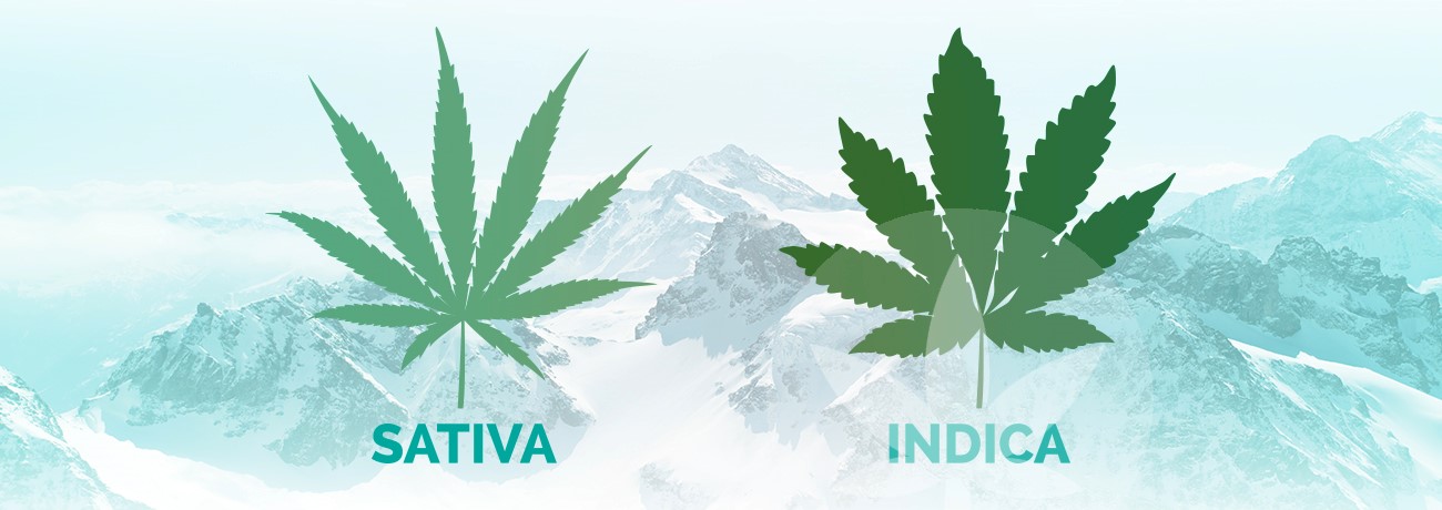 liście indica i sativa