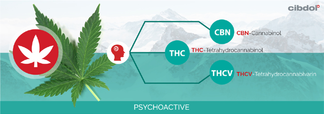 Co to jest THC (tetrahydrokannabinol)?