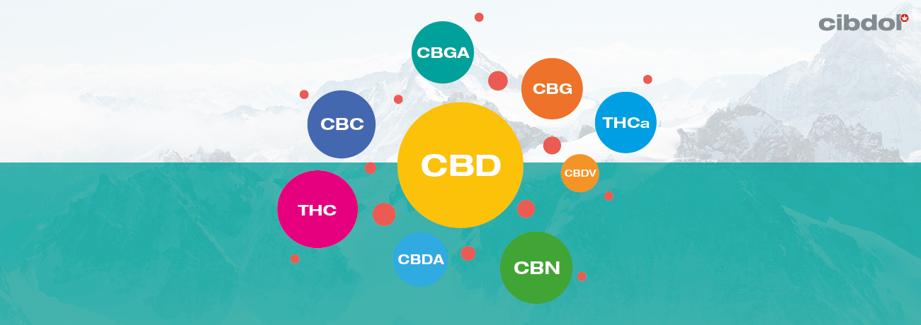 Co to jest olej CBD o pełnym spektrum?