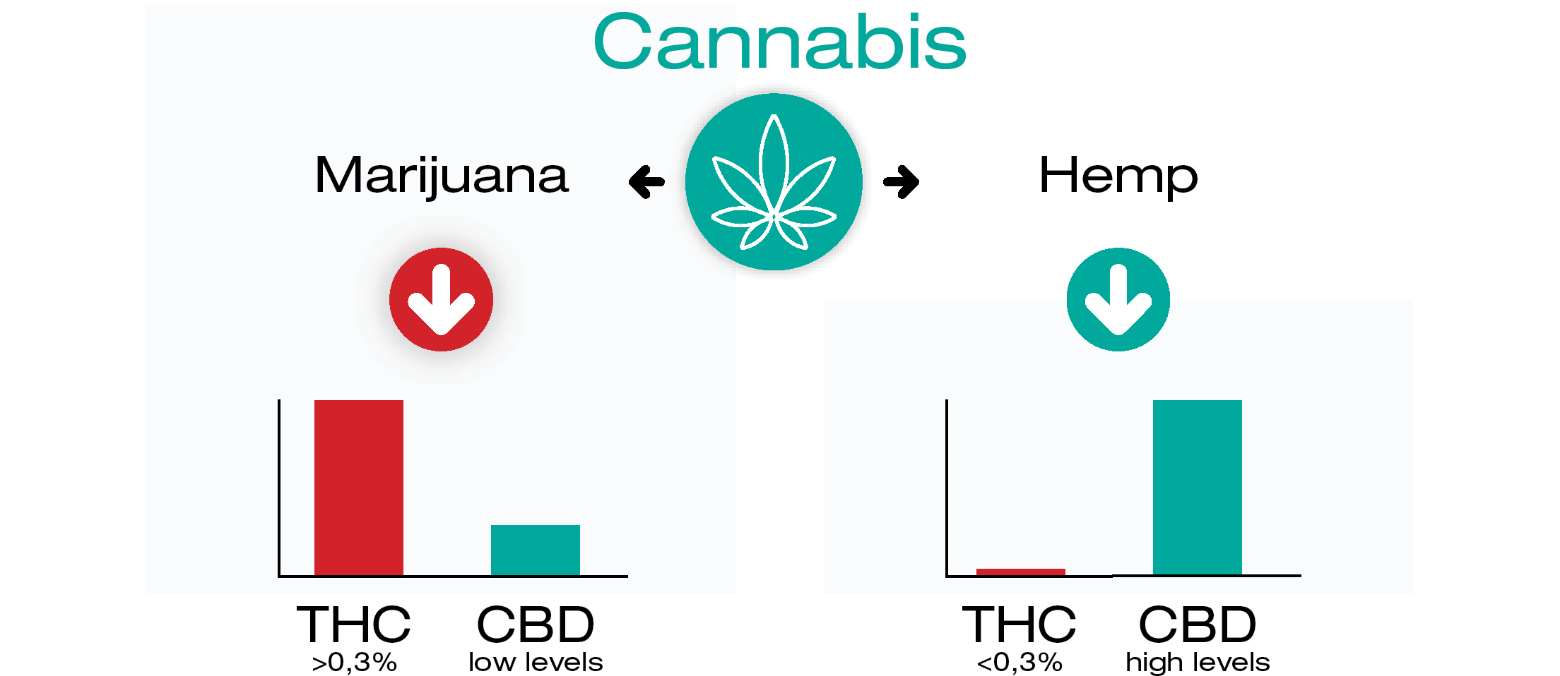 Skąd pochodzą CBD i THC?