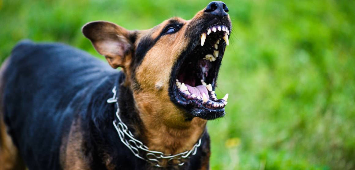 Czy cbd dla psów pomaga na agresję?