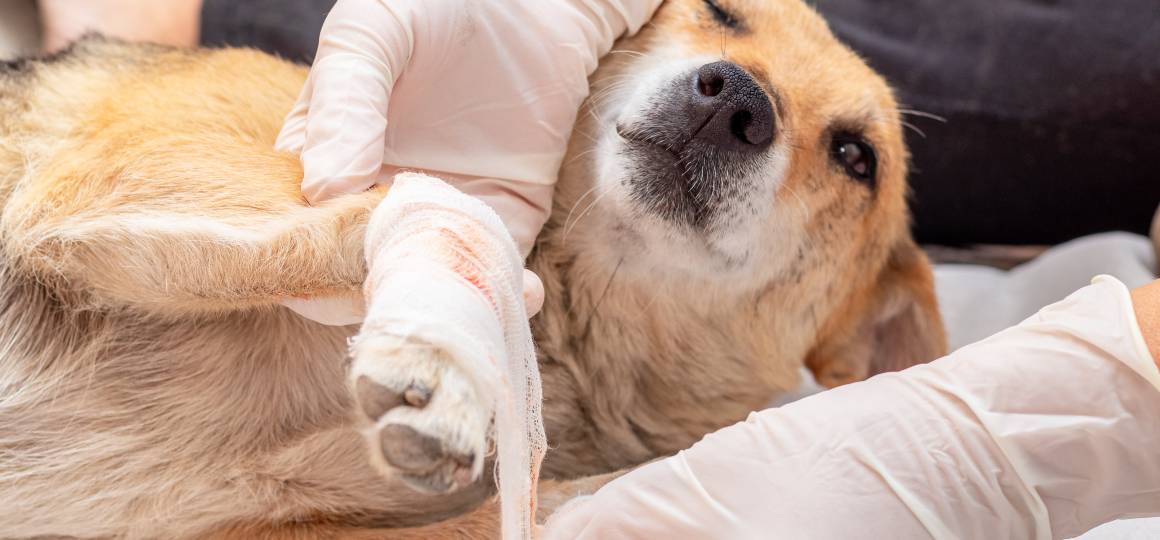 Czy cbd dla psów pomaga w stanach zapalnych?