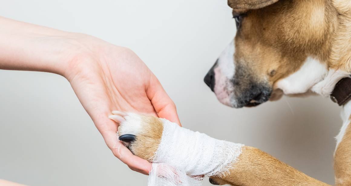 Czy CBD dla psów pomaga na bóle stawów?