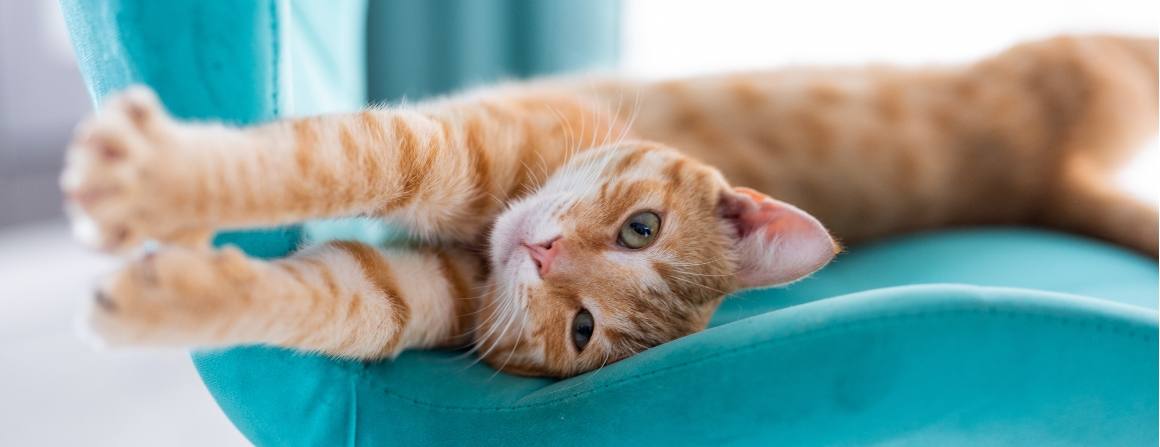 Czy CBD powoduje senność u kotów?