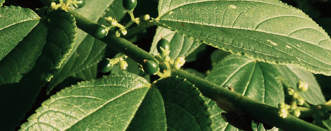 Naukowcy odkryli związek konopi indyjskich w zupełnie innej roślinie
