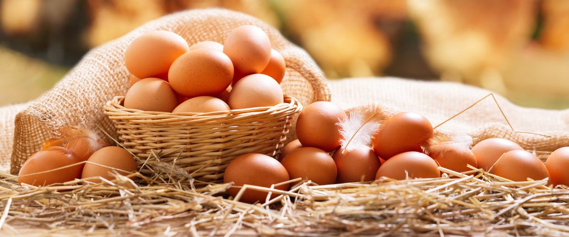 Ile białka znajduje się w jajku?