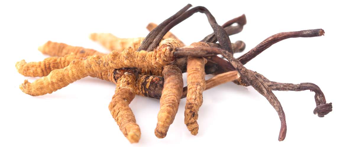 Jak długo trzeba czekać na rezultaty stosowania cordyceps?