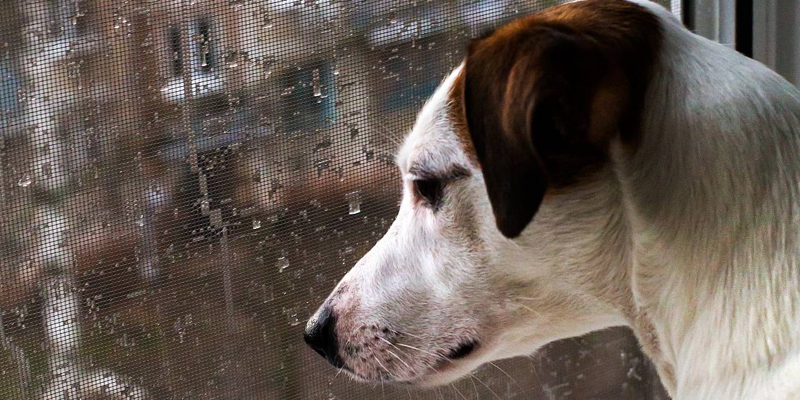 Czy CBD pomaga psom z lękiem separacyjnym?