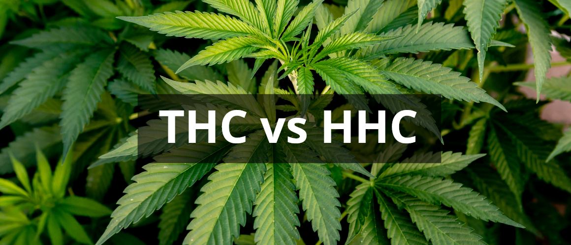 HHC vs THC: Jak wypada porównanie tych kannabinoidów?