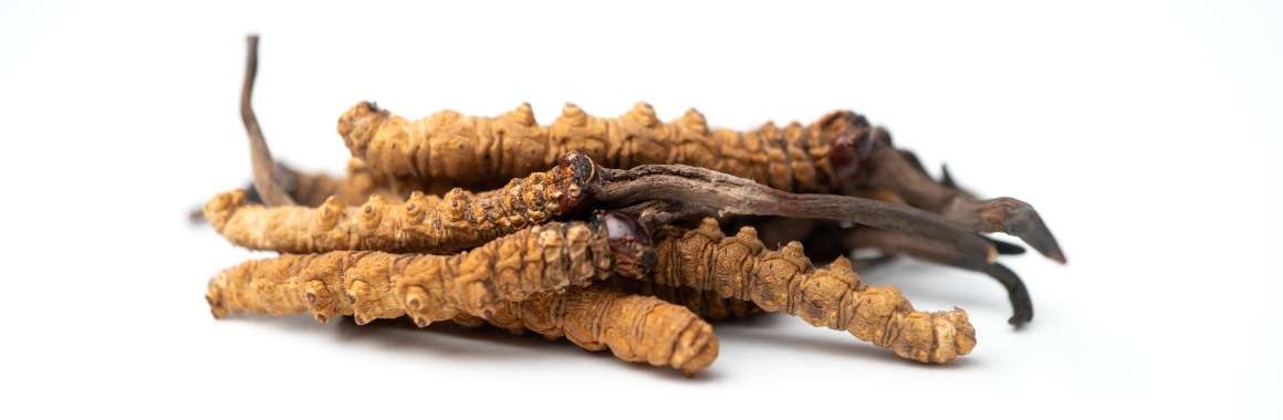 Cordyceps as Part of Integrative Oncology