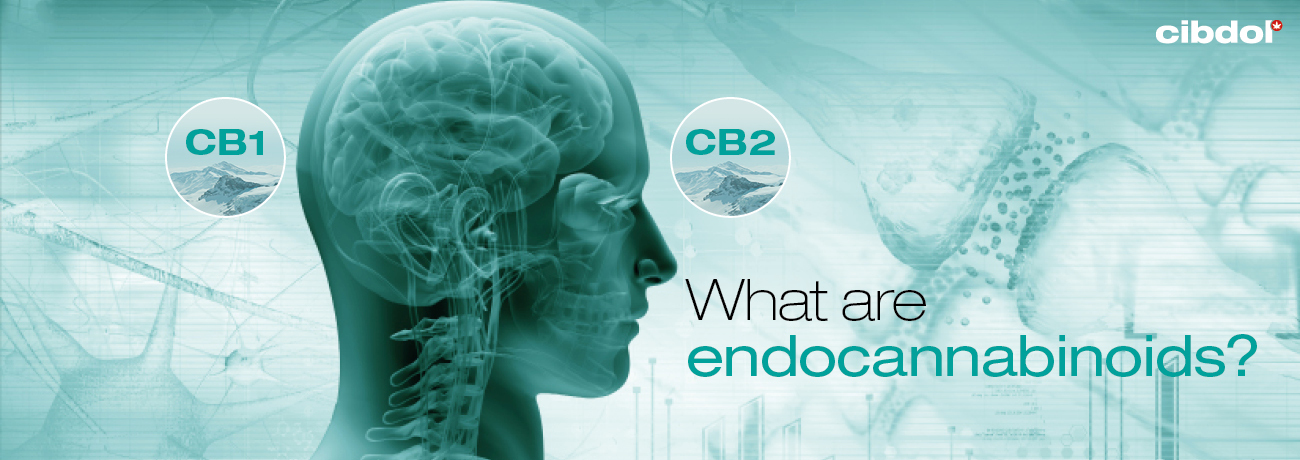 Co to są endokannabinoidy? 